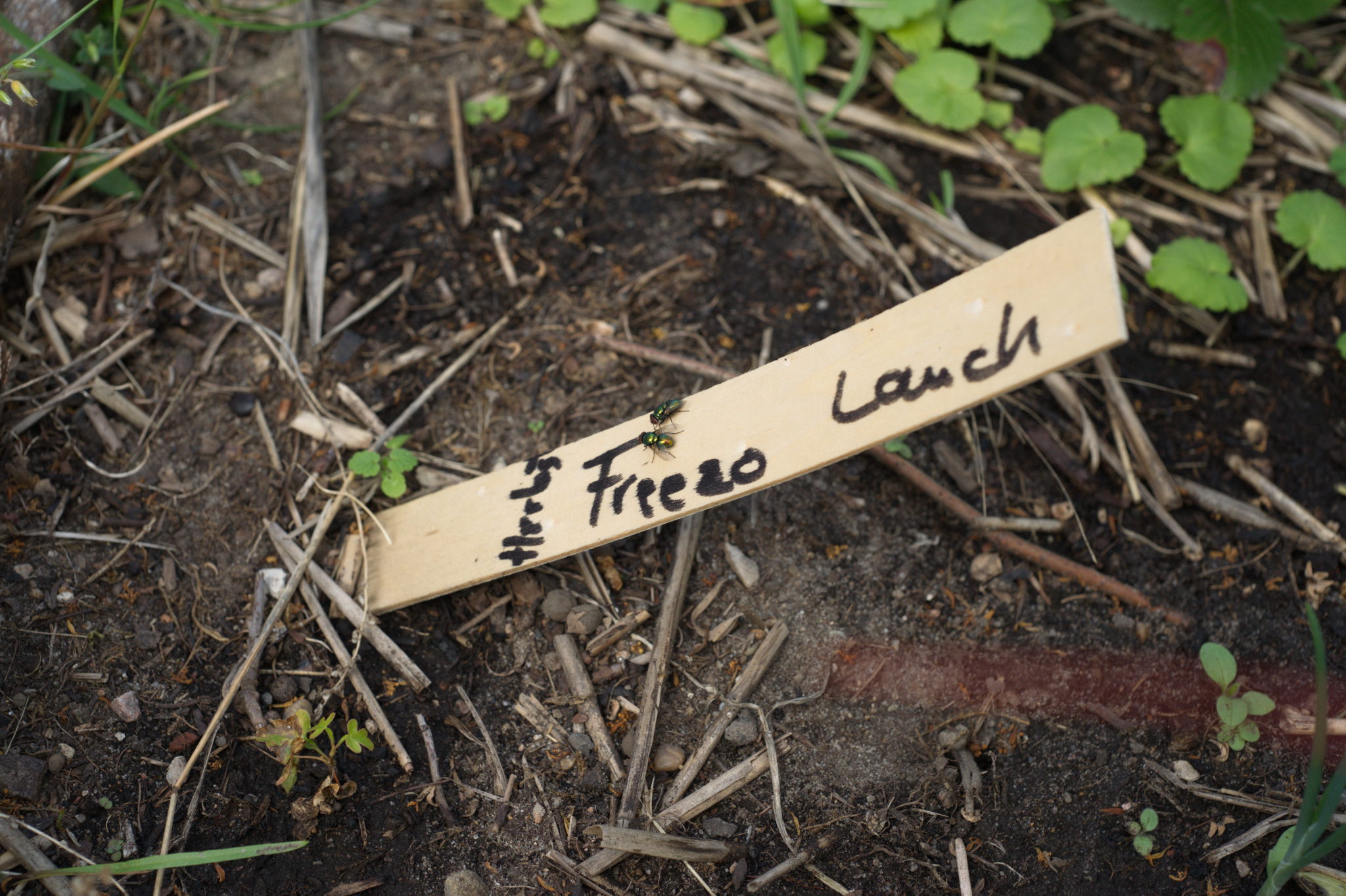 20210721  Gruen(t)raumHeimfeld 049